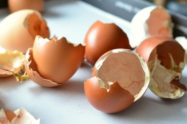 Дачники, которые собирают скорлупу для огорода, совершают фатальную ошибку pxhere.com
