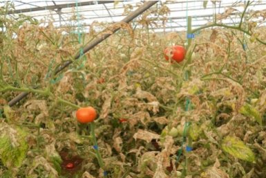 Томаты Автор канала &quotПосад&quot