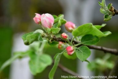 Тематическое фото Автор &quotМоя успешная дача&quot (12+)