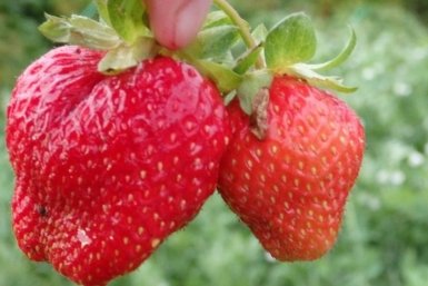 Тематическое фото О Фазенде. Загородная жизнь