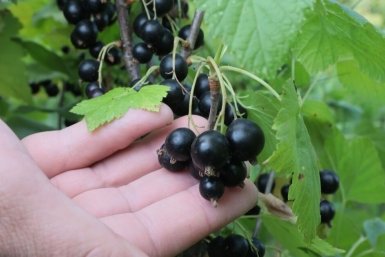 Тематическое фото Идеальный огород