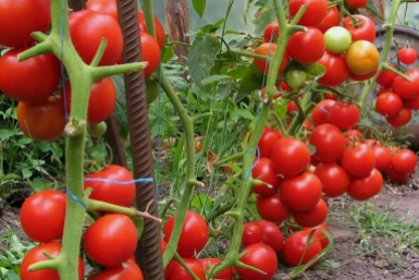 Тематическое фото Автор канала