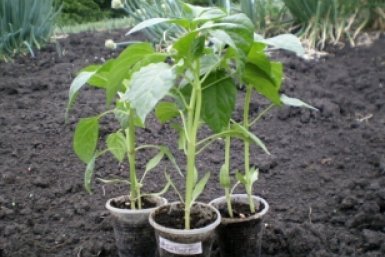 Тематическое фото Автор канала