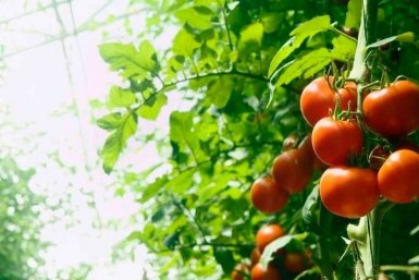 Тематическое фото Автор канала