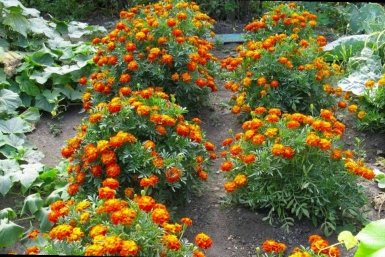 Тематическое фото Автор канала