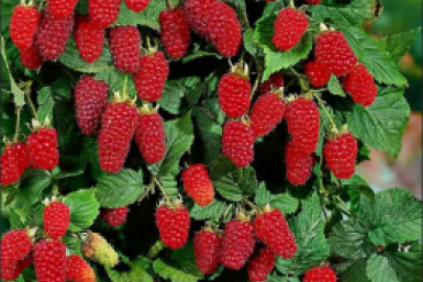 Тематическое фото Автор канала