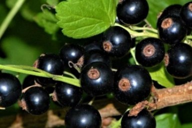 Тематическое фото Автор канала