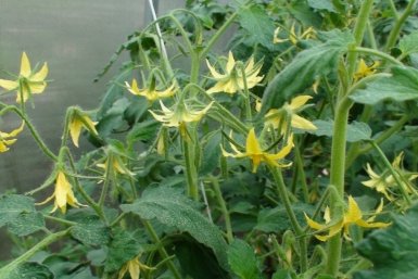 Тематическое фото Автор канала