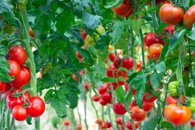 Тематическое фото Автор канала