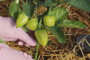 Тематическое фото Автор канала