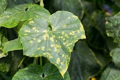 Тематическое фото Автор канала