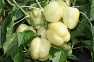 Тематическое фото Автор канала