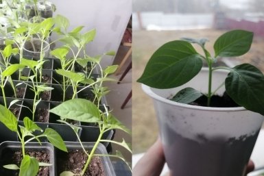 Тематическое фото Автор канала