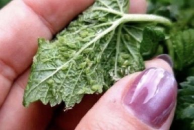 Тематическое фото Автор канала