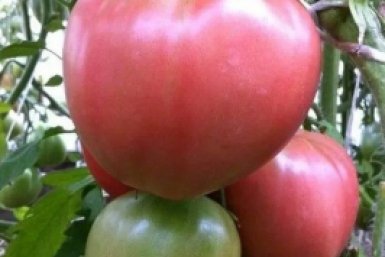 Тематическое фото Автор канала