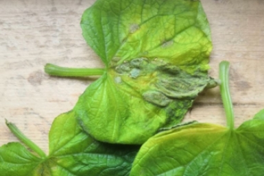 Тематическое фото Автор канала