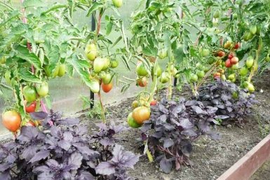 Тематическое фото Автор канала