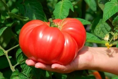 Тематическое фото Автор канала