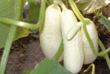 Тематическое фото Автор канала