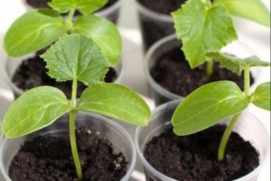 Тематическое фото Автор канала