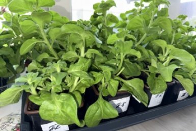 Тематическое фото ИА OmskMedia