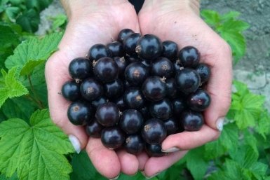 Тематическое фото Автор канала