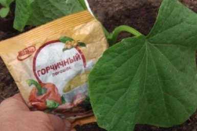 Тематическое фото Автор канала