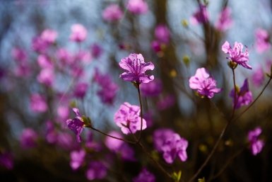 "Лето в апреле": воздух в Омске прогреется до +15 — прогноз на 3 дня