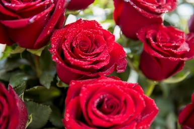 Тематическое фото Илья Аверьянов, ИА PrimaMedia