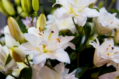 Тематическое фото ИА OmskMedia