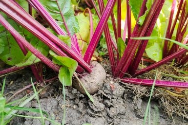 Перед посадкой свеклы – обязательно: 2 горсти в почву – и корнеплод вырастет ровным, крупным и сладким