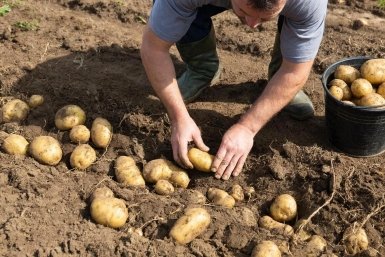 3 штуки в лунку — и картофель растет не по дням, а по часам: ни проволочника, ни колорадского жука все лето — 12 кг с 1 куста