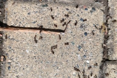 1 обработка в апреле — и муравьи исчезли до июля: 5 способов, которые реально работают, а не просто пугают