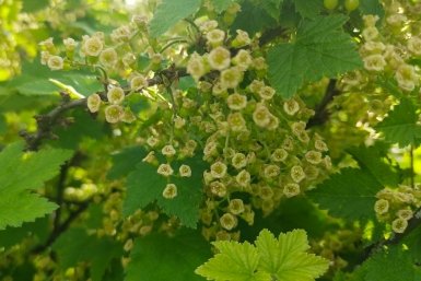 Как смородина зацветет — пора: опрыскиваем куст вкусным раствором — ягоды свисают, как гроздья винограда