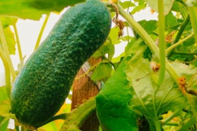 Перестала покупать азотные удобрения и сажаю это рядом — и огурцы радуют урожаем до самой осени