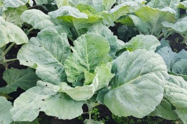 1 хитрость в первые дни — и рассада капусты удивит крепостью и здоровьем: 4 шага к успеху