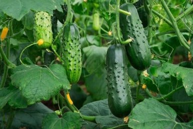 Ранние, сладкие и без горечи — за этими 3 сортами огурцов охотятся с марта: всходят дружно и плодоносят ведрами