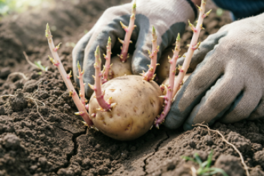 За 10 дней до посадки картофеля – не игнорируйте: 5 ориентиров от природы – собираем урожай на месяц раньше соседей