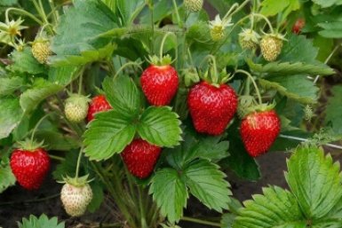 Клубника завалит грядку ягодами — и все благодаря этому рецепту: 3 способа накормить кусты весной