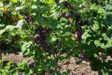 Опрыскиваю смородину этим составом в апреле — и ягоды собираю ведрами до осени