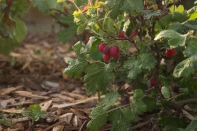 Ветки крыжовника гнутся от крупных ягод — и все благодаря этой подкормке: 3 способа оживить кусты весной