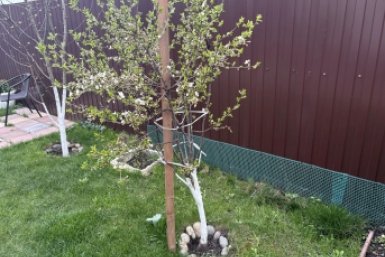 Яблоню в апреле кормлю в эти часы - плоды по 170 г: схема, как вносить