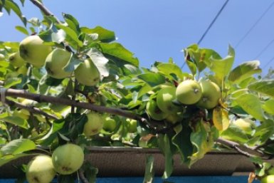 Обрабатываю яблоню так в конце апреля — и плоды крупные и сладкие