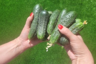 ТОП-7 огурцов для теплицы в 2026 году - без горечи и желтых пятен