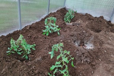 Кладу в лунку 3 ложки при посадке – томаты не жируют, а цветут: собираю урожай ящиками