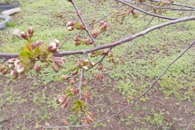 Спас так старое дерево — и получил 15 кг яблок, хотя оно уже было на грани