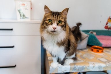 В Госдуме предложили обязательную маркировку домашних животных