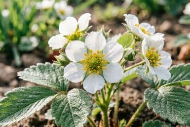 100% защита клубники от морозной весны: укройте кустики этим – и возвратные заморозки не страшны