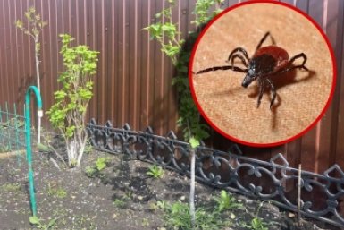 Избавился от клещей на даче за 1 час: 5 проверенных методов с эффективностью 80%