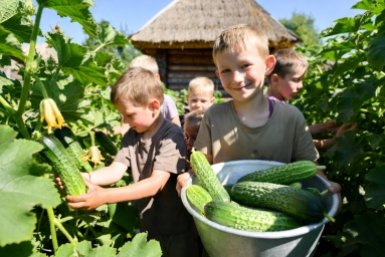 6 простых правил и никаких плодов-крючков: огурцы ровные, как струна, а плети толстые и зеленые до самых заморозков